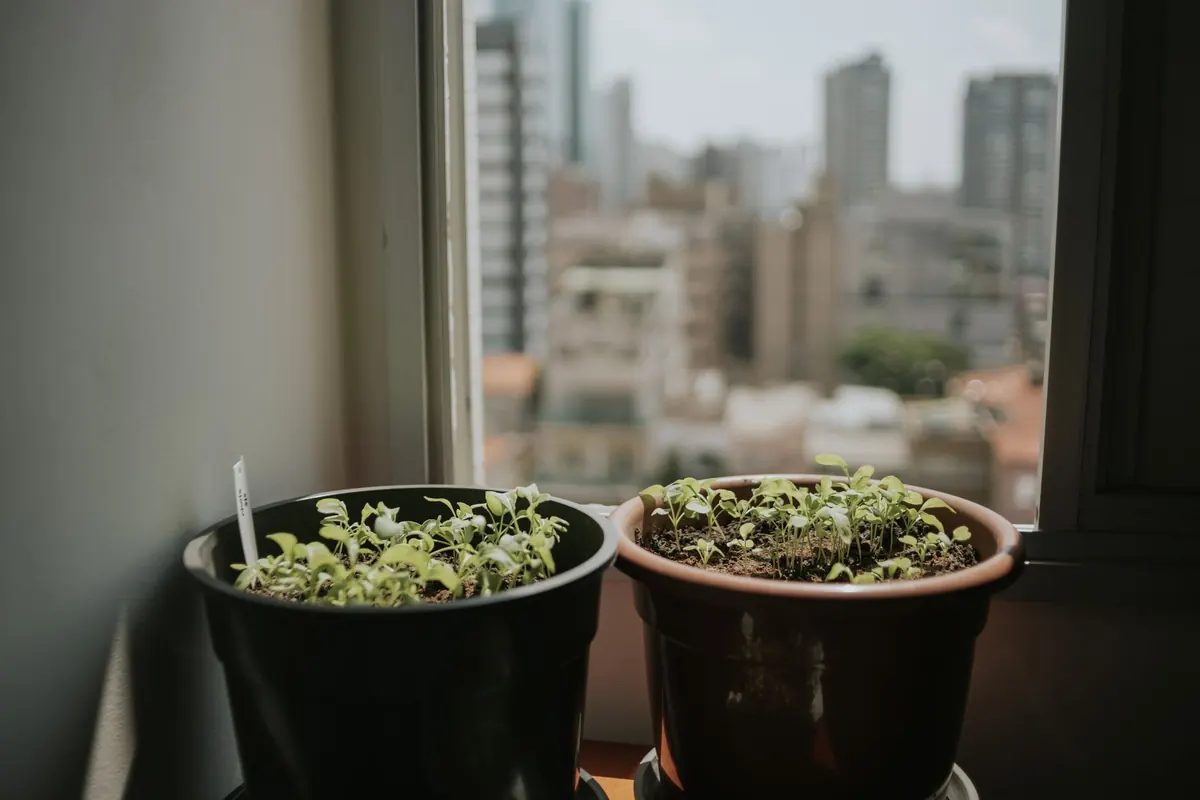 Beginner's Guide to Growing Herbs in Containers Year-Round