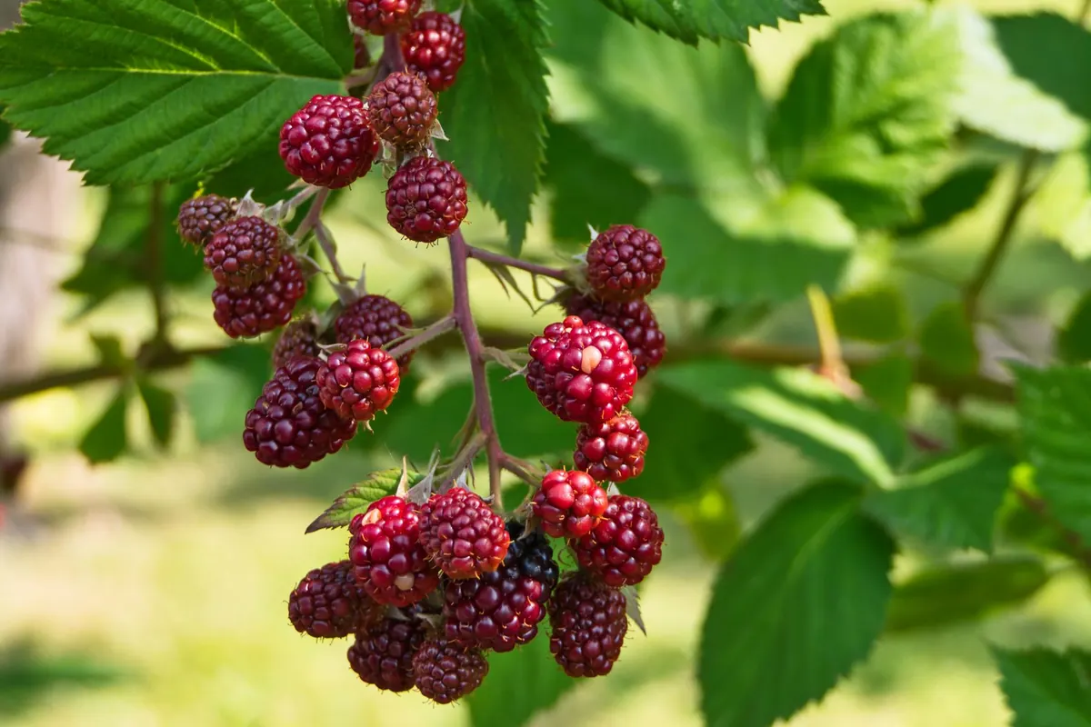 Foraging Blackberries: How to Identify, Pick, and Avoid Lookalikes