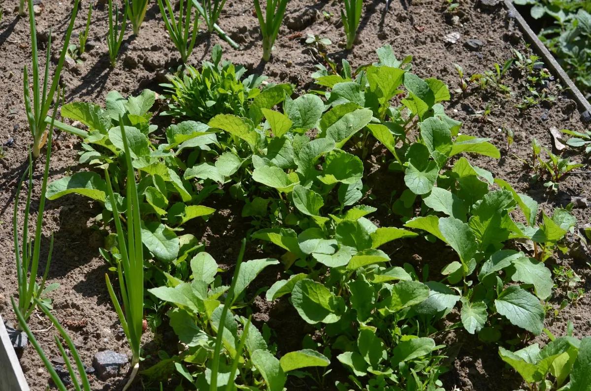 How to Build a No-Dig Vegetable Bed in a Small Backyard
